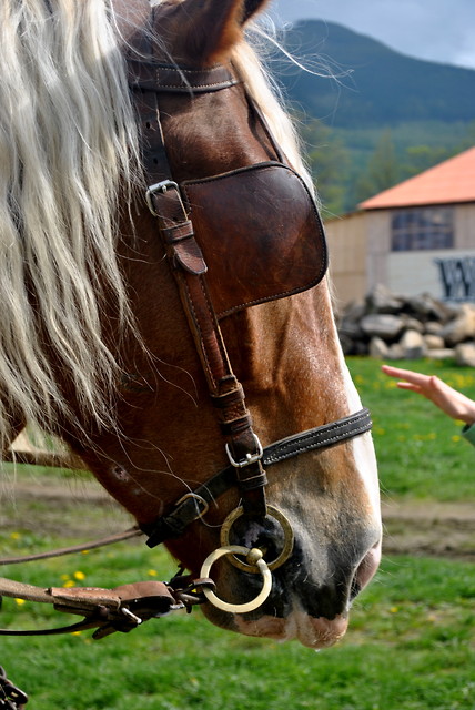 Wpis nitka1995