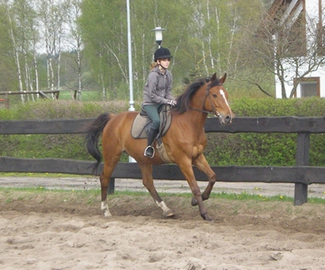 Galop:P