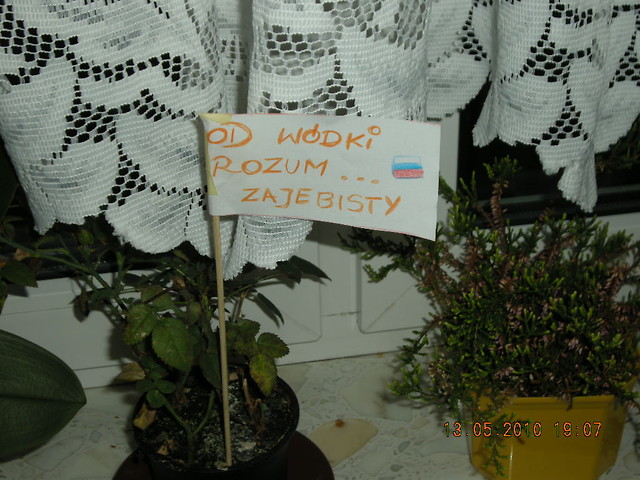Nowe motto mafii