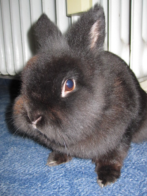 BUNNY