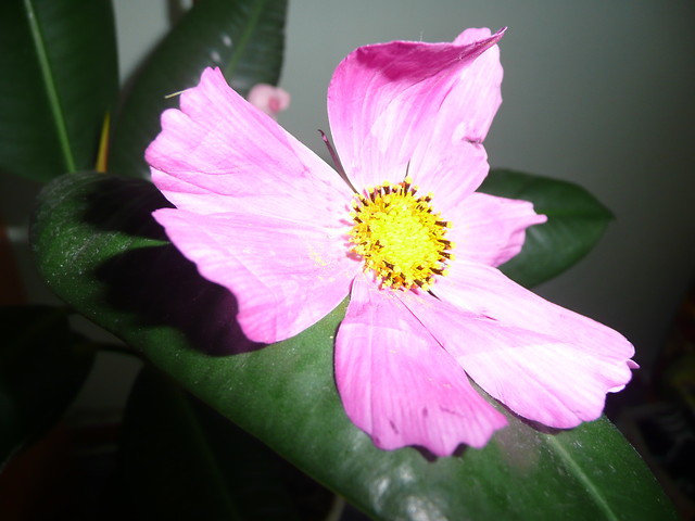 Wpis oleander88