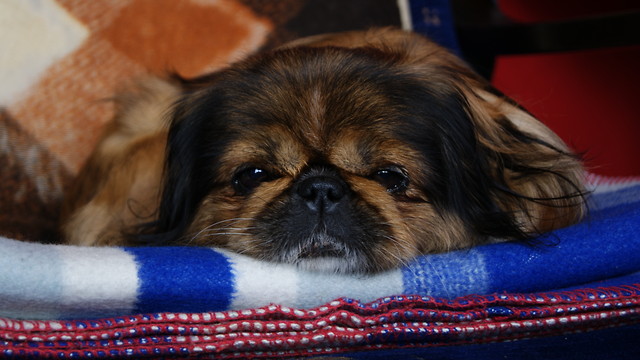 Pereka :)