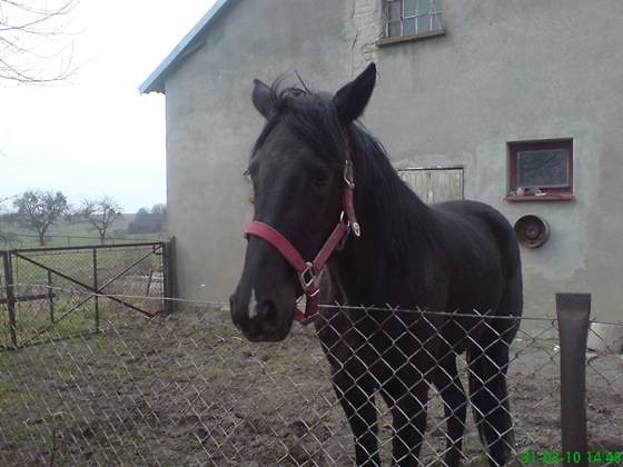 Liryczkaa