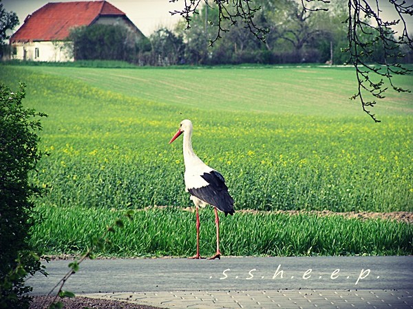 bociek ;)