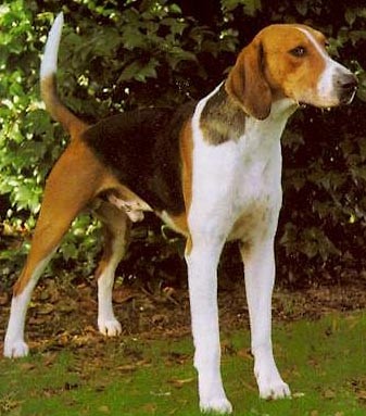 Foxhound amerykaski