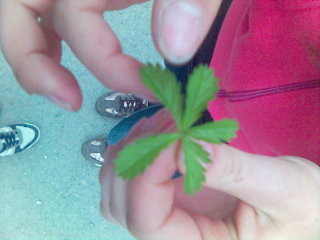Listek. Dx.