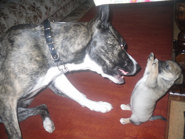 My doGs...