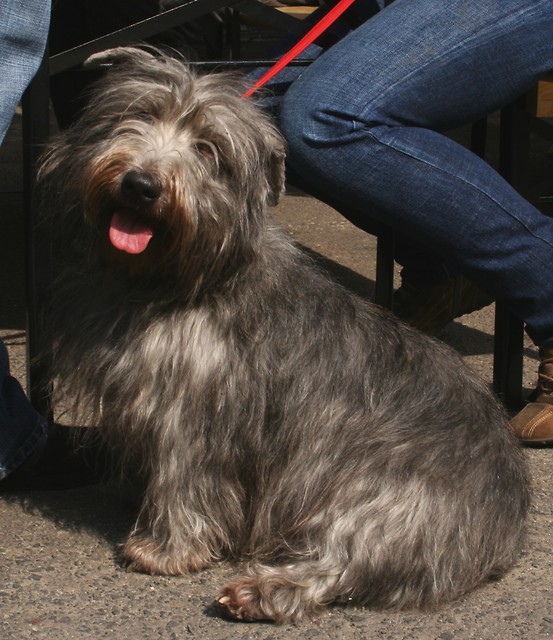 GLEN OF IMAL TERRIER