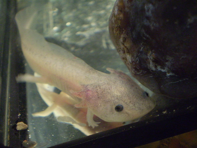 akselotle