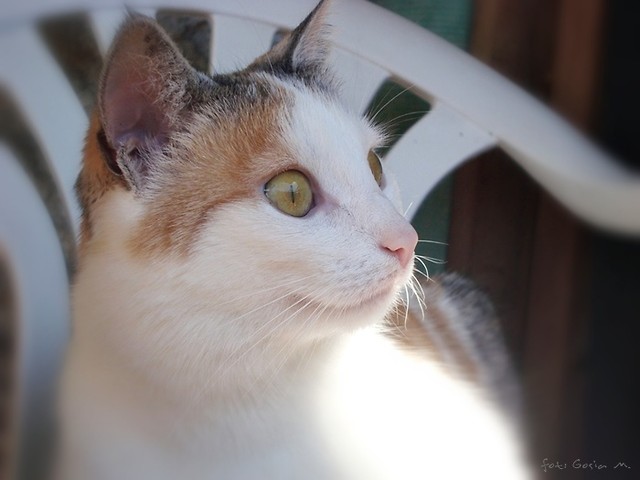 Wpis fotog
