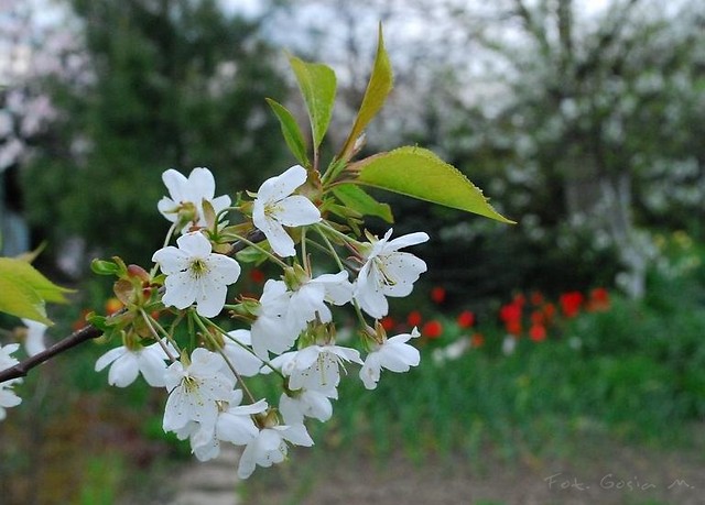 Wpis fotog
