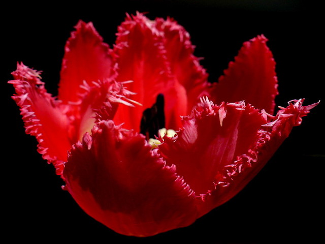 tulipan papuzi
