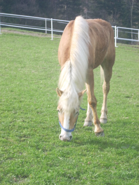 Samerek:*:*