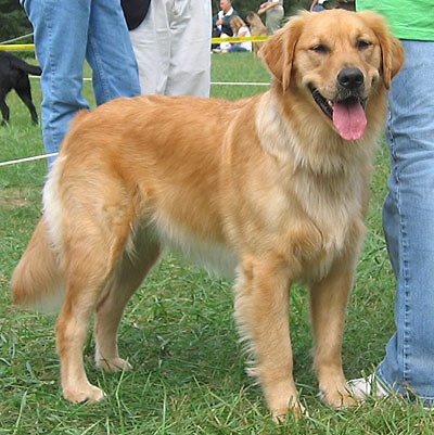 GOLDEN RETRIEVER