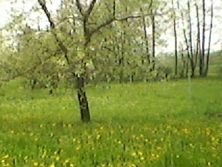 Drzewo ssiadw ;d . 