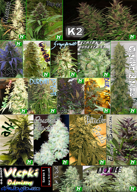 Legalize....SENSI!!!!!!