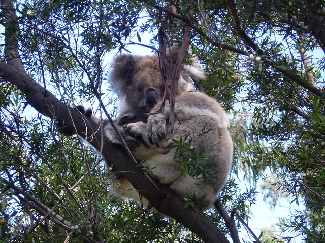 Mis Koala ;))