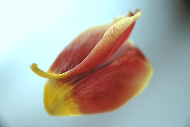Flibbertigibbet