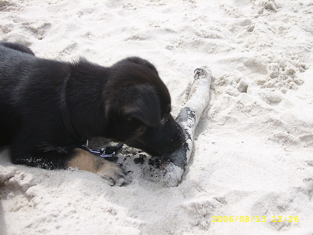 Young Kori =^-^=