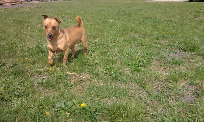 Moja sunia:*