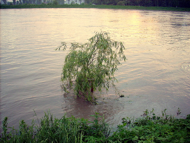 Odra...