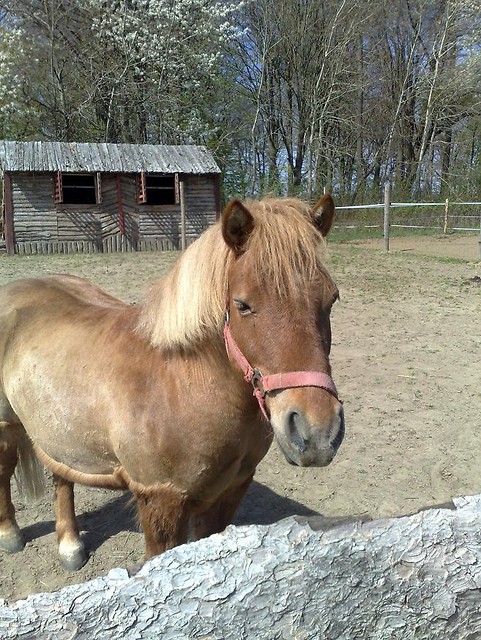 Konik :)