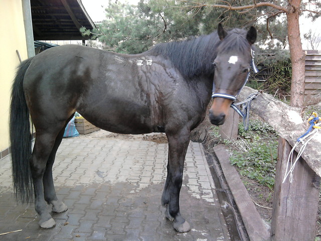 Wpis sosnaaa