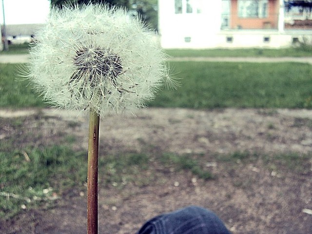dmuchawiec. ;D