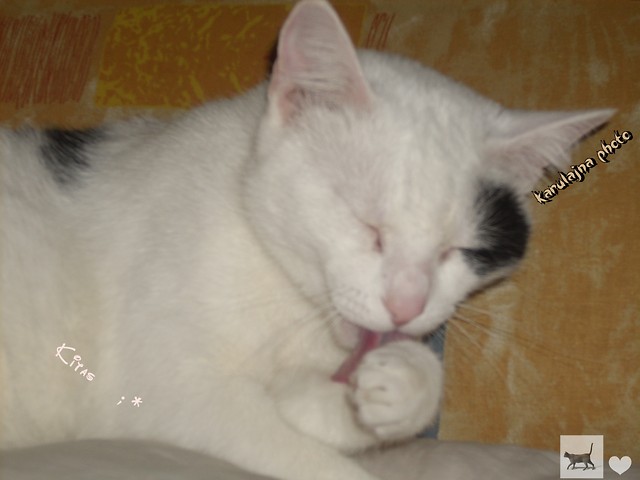 Wpis ilovemykitty