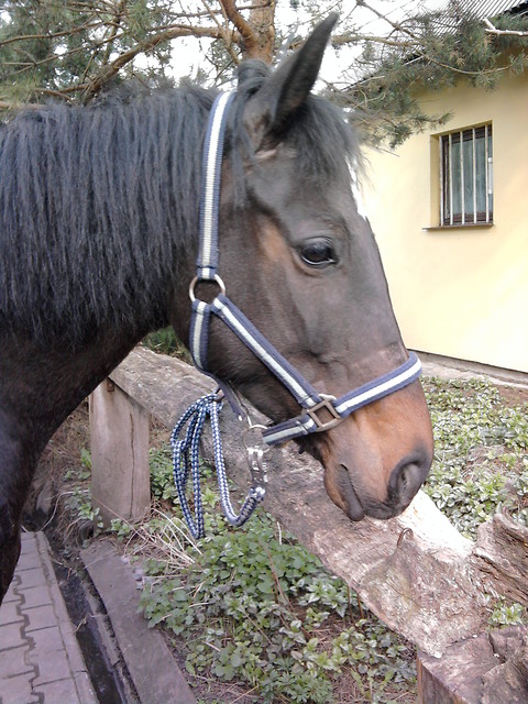 Wpis sosnaaa