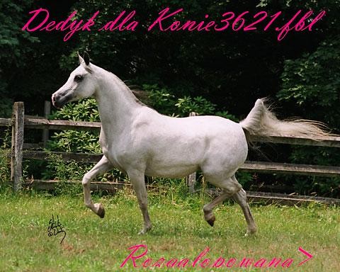 Dla Kajuni