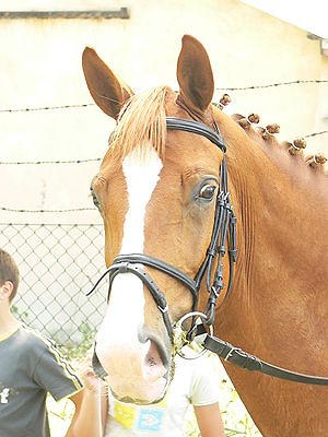 konik