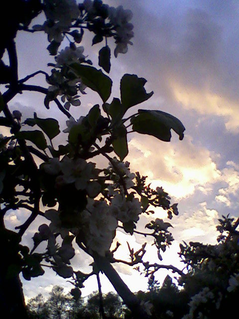 PASP.