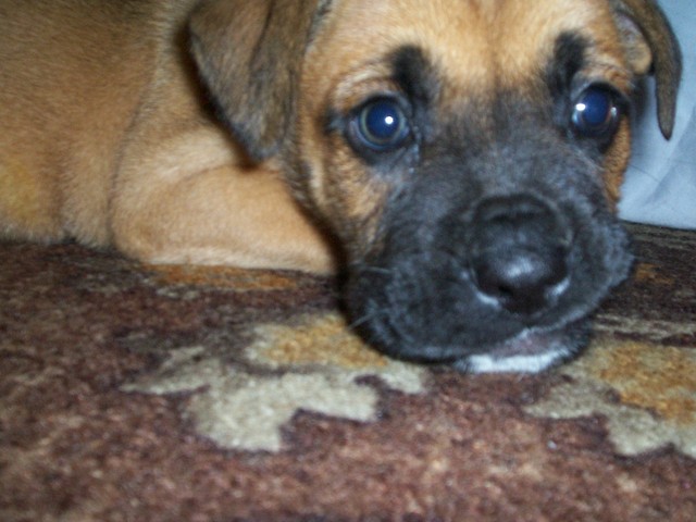 Rocky