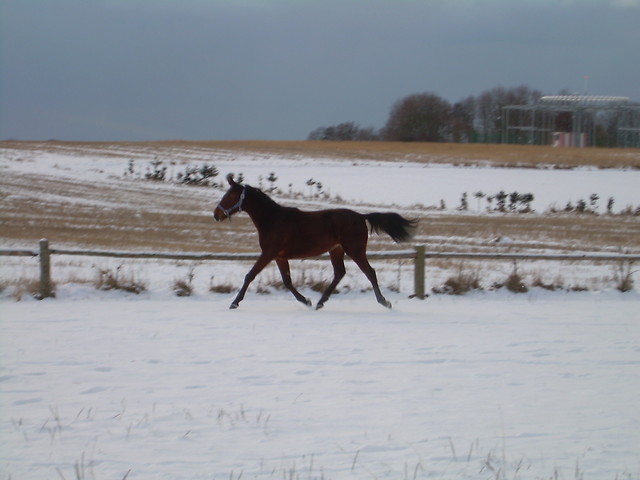 Wpis pikeur