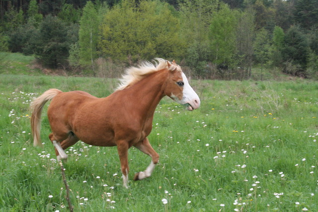 Arlenka 