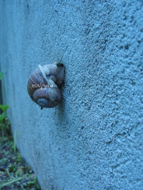 Wpis malpyka