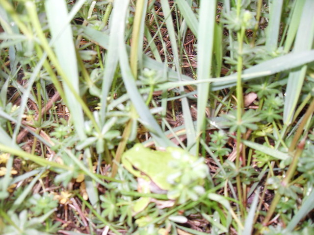 rerekumkum