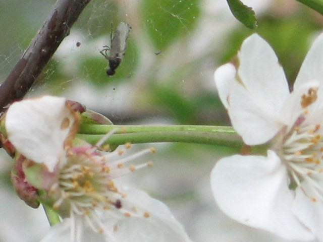 Wpis cichyrenifer