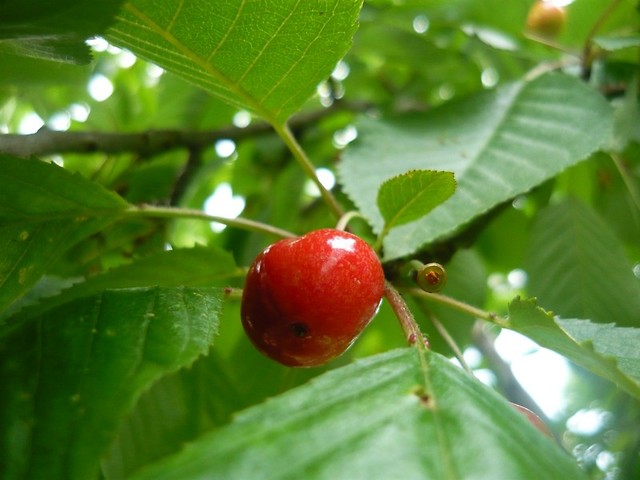 Wpis ulessia