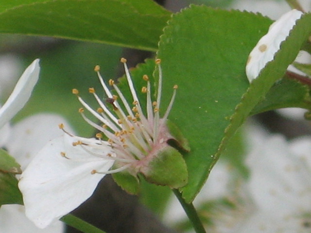 Wpis cichyrenifer