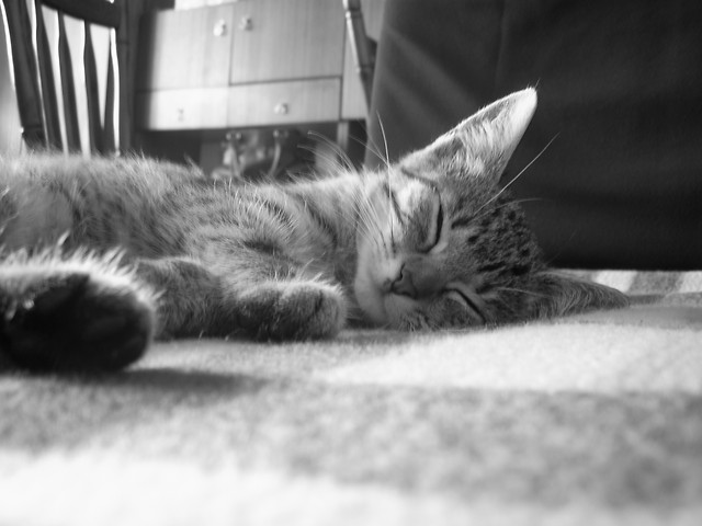 kitten.
