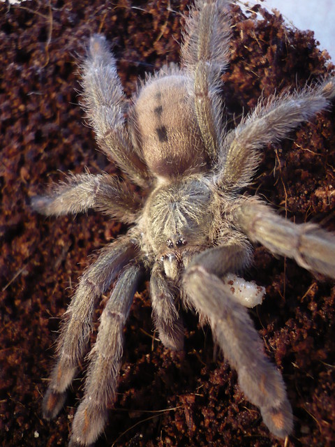 P.cambridgei