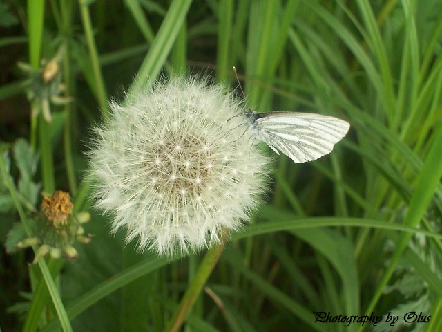 Motyl .