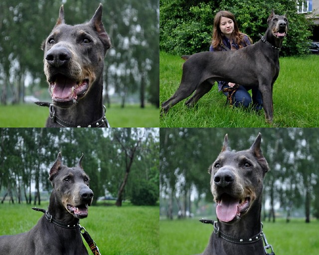 ALVARO
