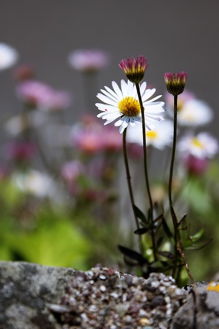 Daisiesss