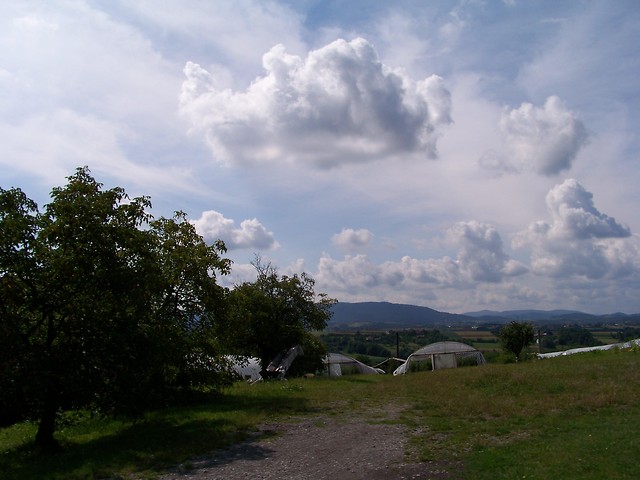 lustrzankowe.!.?