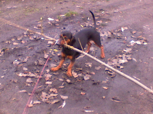 Daisy :*