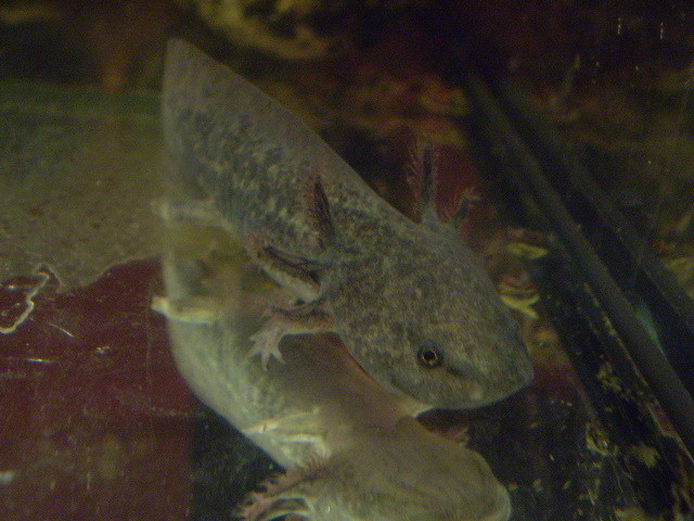 AKSIK