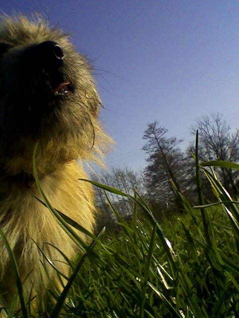 Moj piesio;*